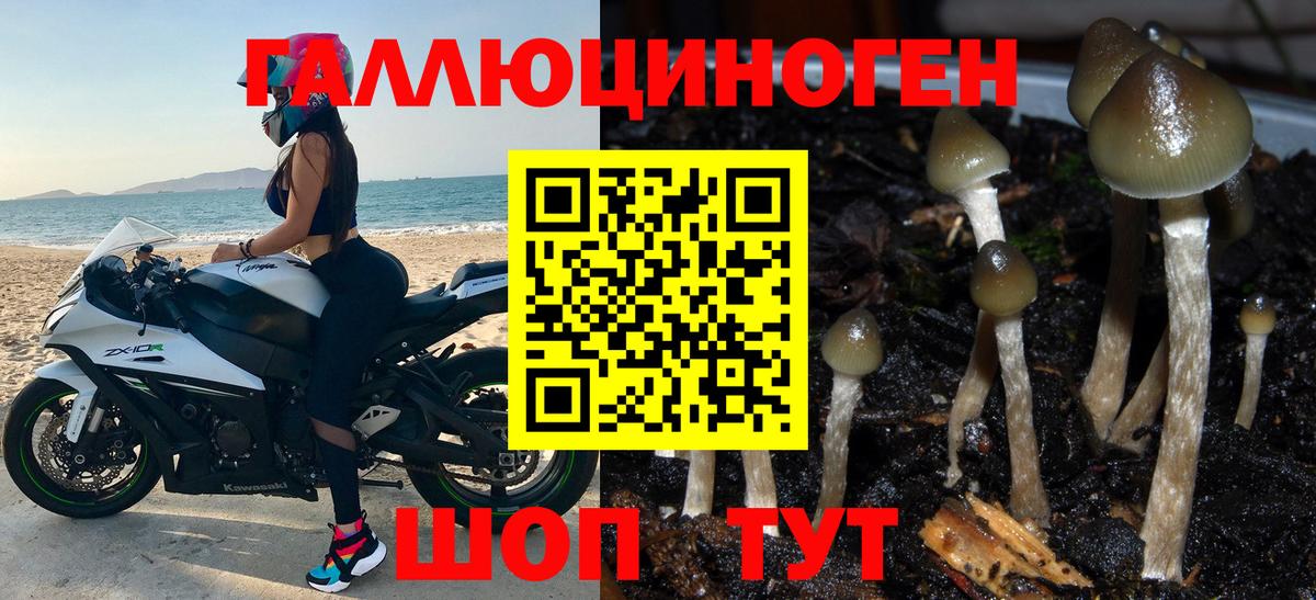 Галлюциногенные грибы Psilocybine cubensis Касимов